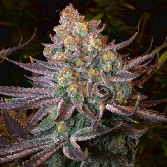 Seriotica Feminised Cannabis Seeds