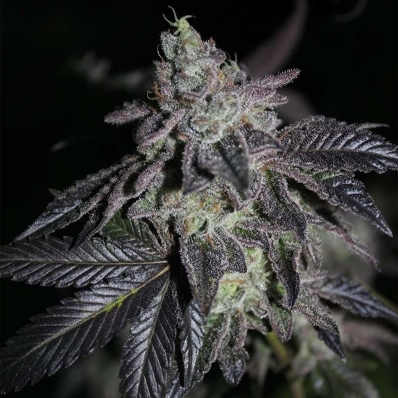 Apple Fritter x Jealousy Regular Cannabis Seeds