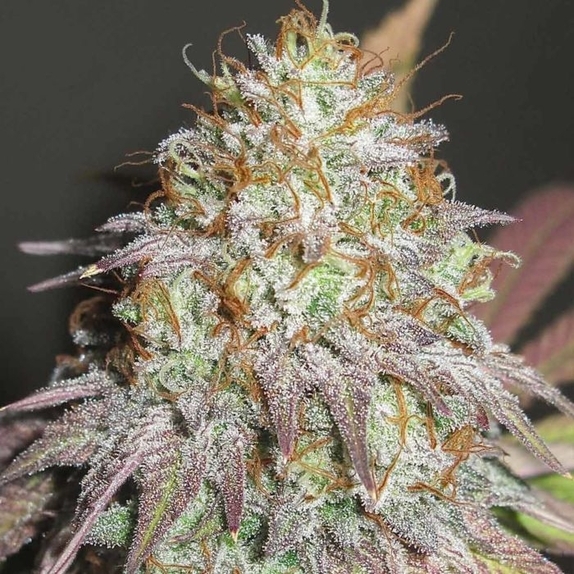 Aunt Jewmima Golden Syrup Regular Cannabis Seeds