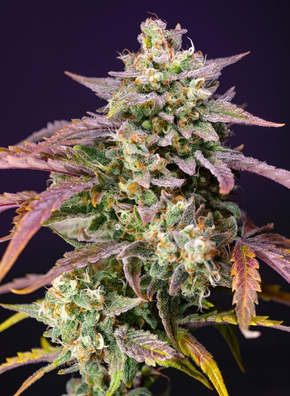 Purple Punch OG XL Auto Cannabis Seeds