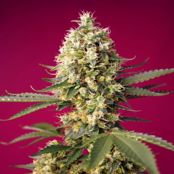 Skywalker OG Runtz XL Auto Cannabis Seeds