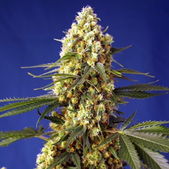 Strawberry Banana Gelato XL Auto Cannabis Seeds