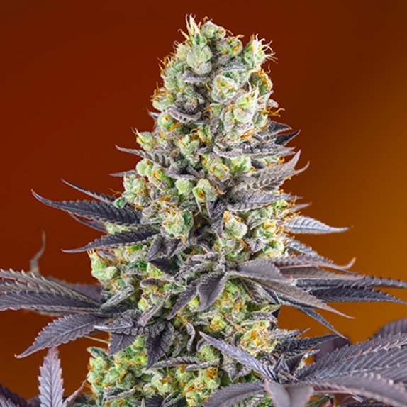 Sweet Zenzation XL Auto Cannabis Seeds