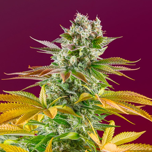 Gorilla Sherbet F1 Fast Version Cannabis Seeds