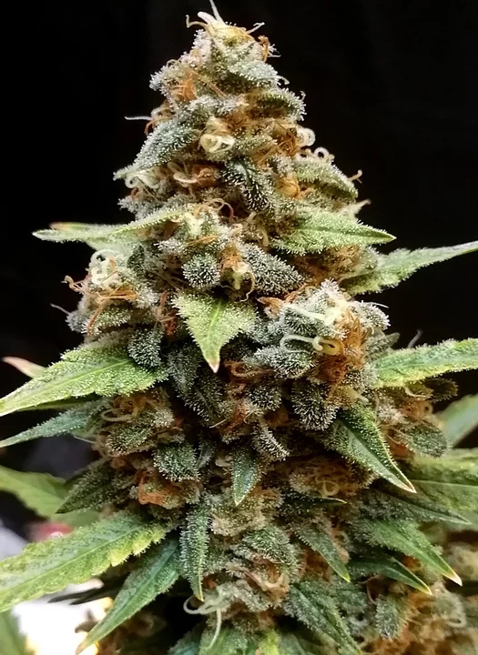 Gorilla Lemon Fire  Cannabis Seeds