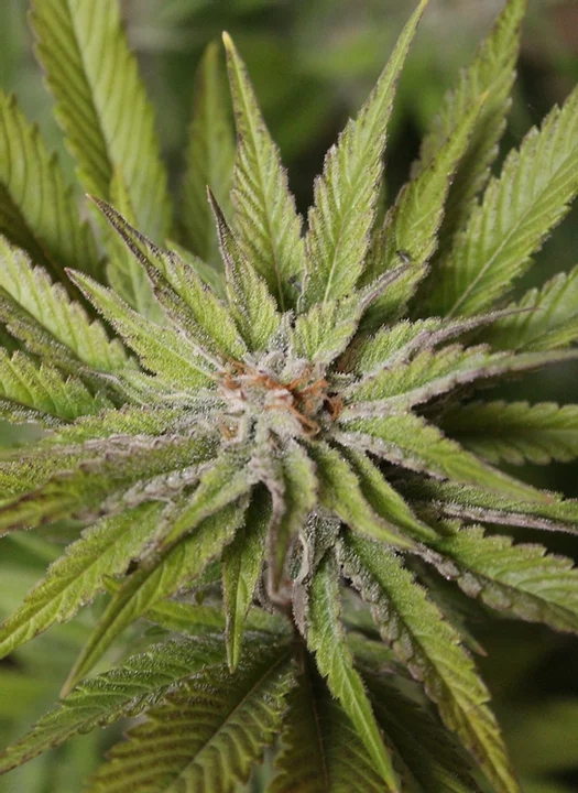 Super Wedding Haze Cannabis Seeds