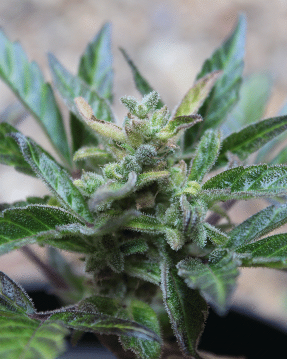 Robocrop x Blueberry Auto Cannabis Seeds