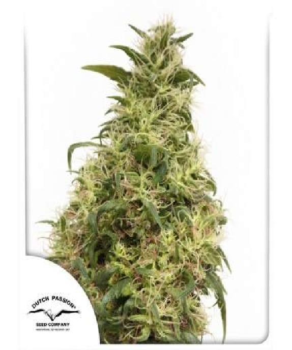 THC Victory Cannabis Seeds