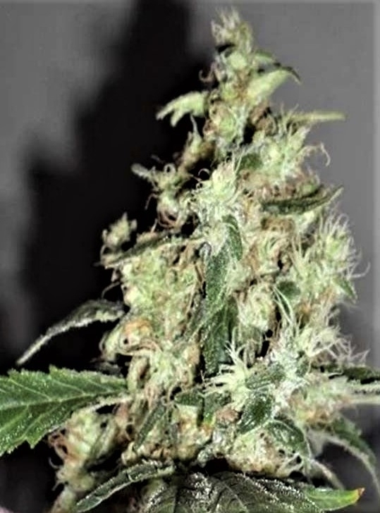 Cheesy Mist Tree Cannabis Seeds