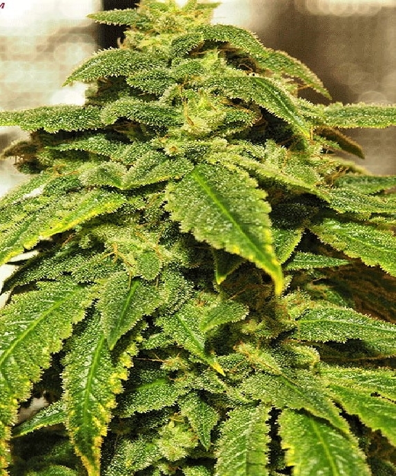 D'oh Si D'ohpe Cannabis Seeds