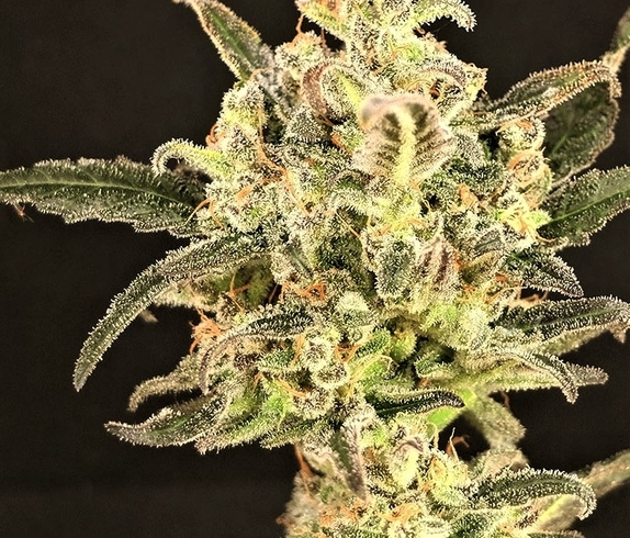 Dolly Kush Cannabis Seeds