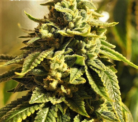 Glue Kripple Cannabis Seeds