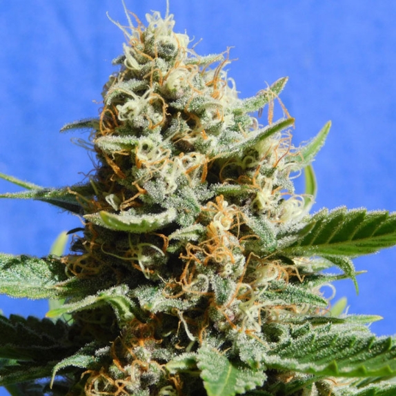 Kush Mintz Fast Version Cannabis Seeds