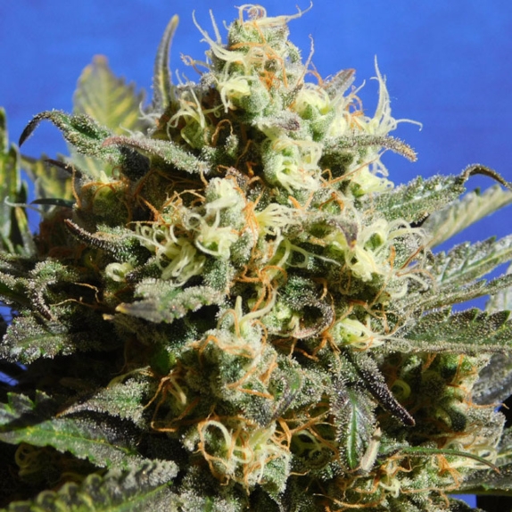 Cherry Alien Auto Cannabis Seeds