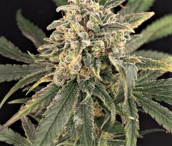 Sour Tang Kripple Cannabis Seeds