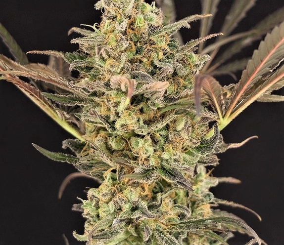 Wedding Flowers Cannabis Seeds