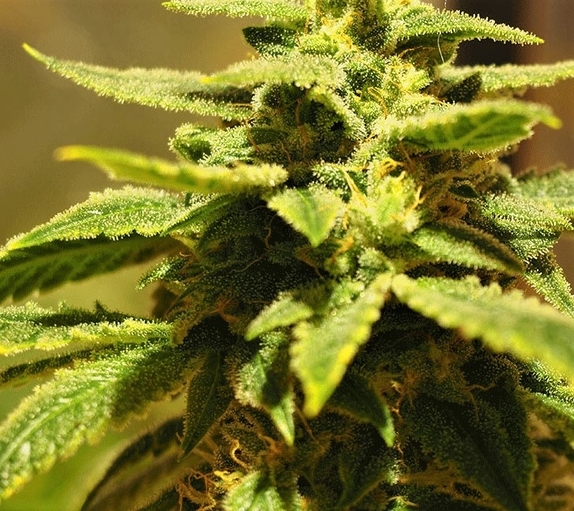 Krippling's Gelato Cannabis Seeds