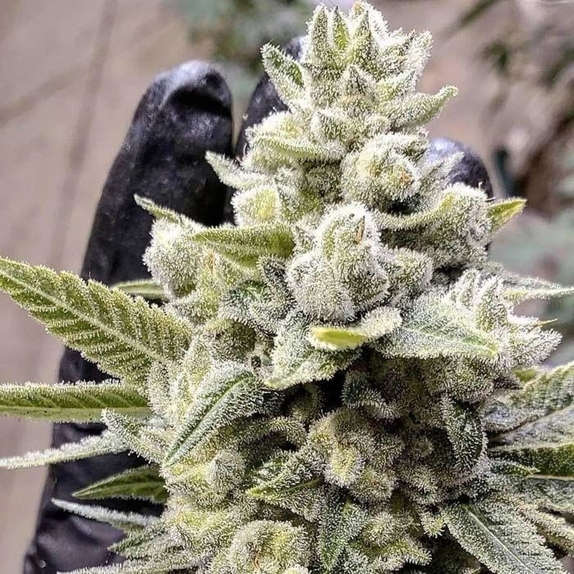 Grimm Glue Feminised Cannabis Seeds