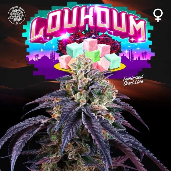 Loukoum Feminised Cannabis Seeds