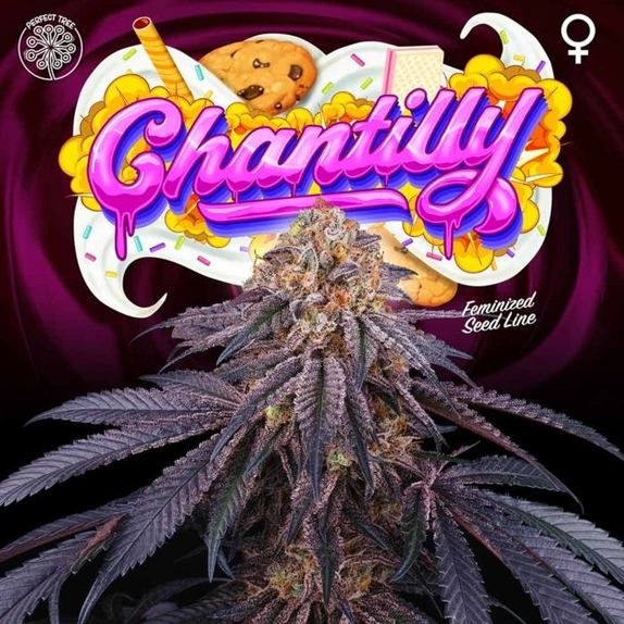 Chantilly Feminised Cannabis Seeds