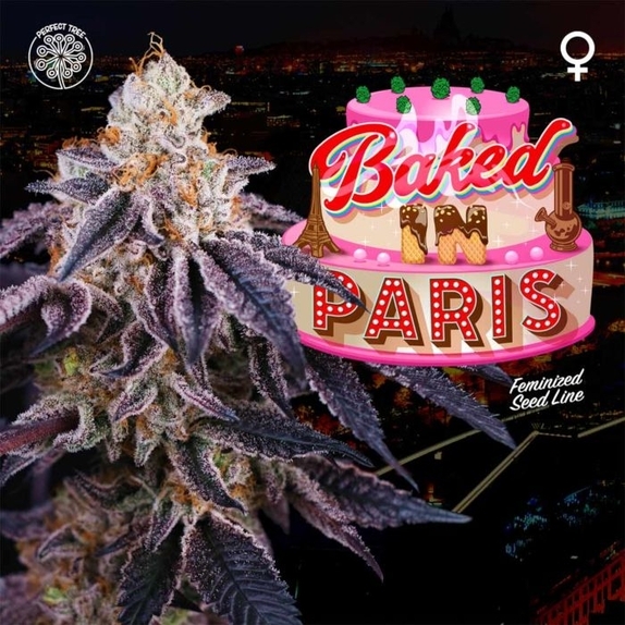 Baked in Paris Feminised Cannabis Seeds