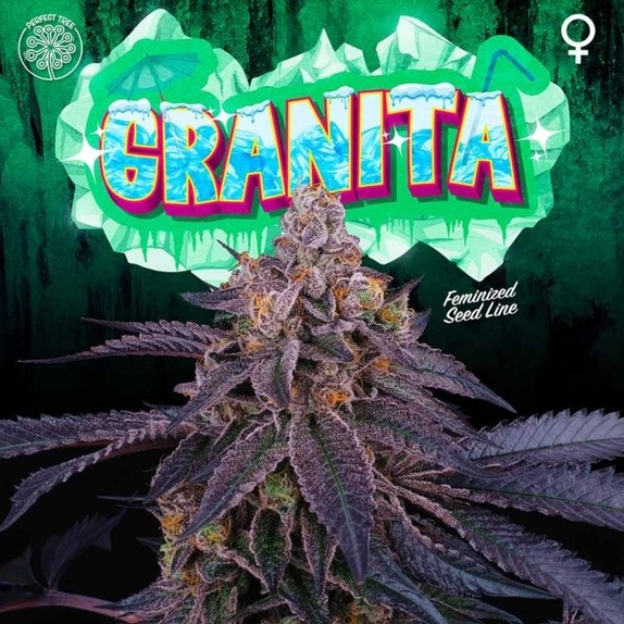 Granita Feminised Cannabis Seeds