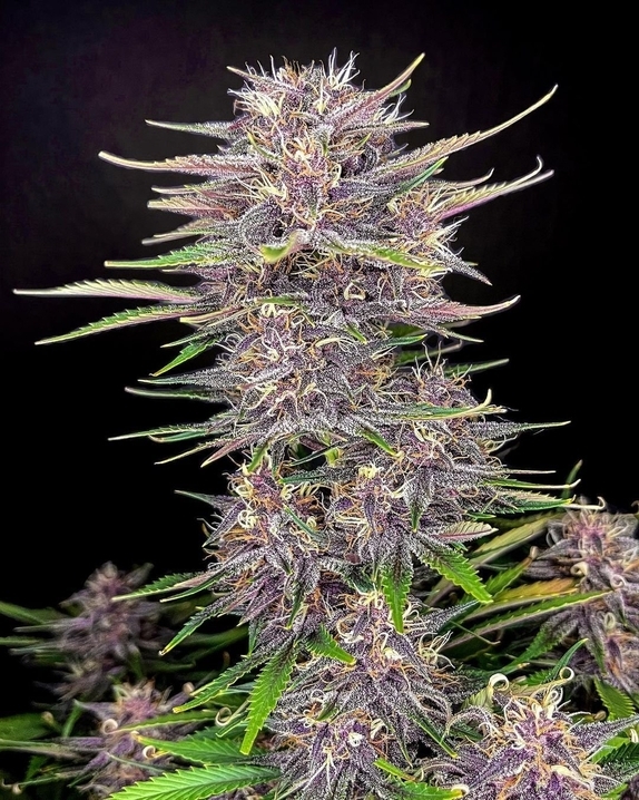 Banana Purple Punch Auto Cannabis Seeds