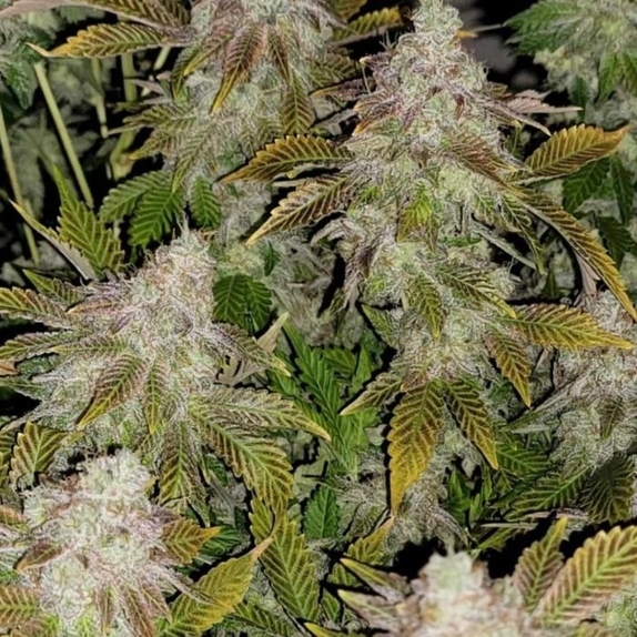 Stawberry Tiramisu Feminised Cannabis Seeds