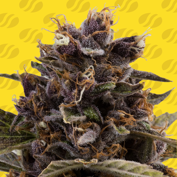 Black Dog Auto feminised Cannabis Seeds