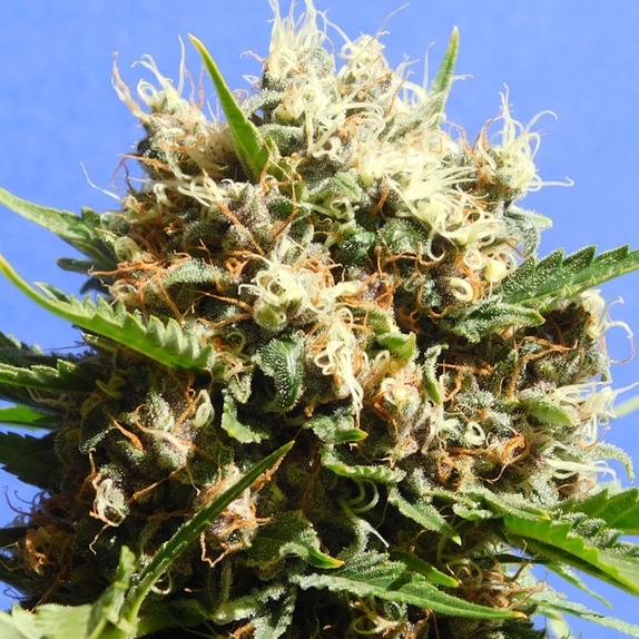 Runtz Auto feminised Cannabis Seeds