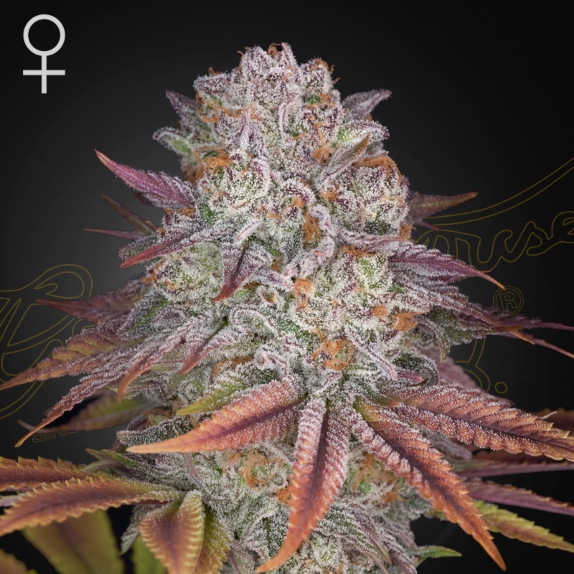 Pulp's Friction feminised Cannabis Seeds