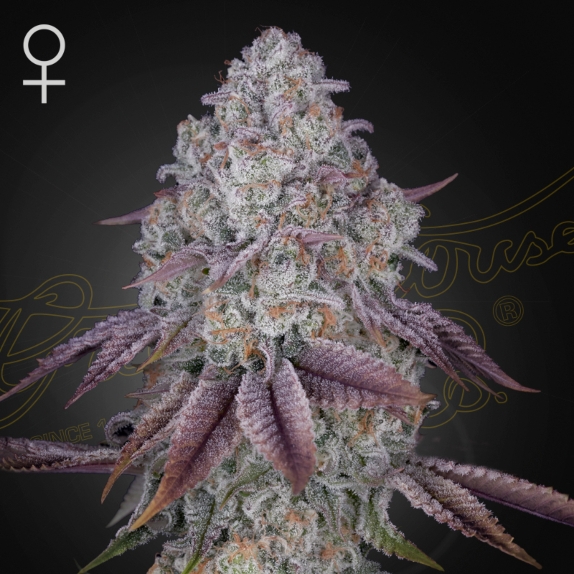 Persian Pie feminised Cannabis Seeds