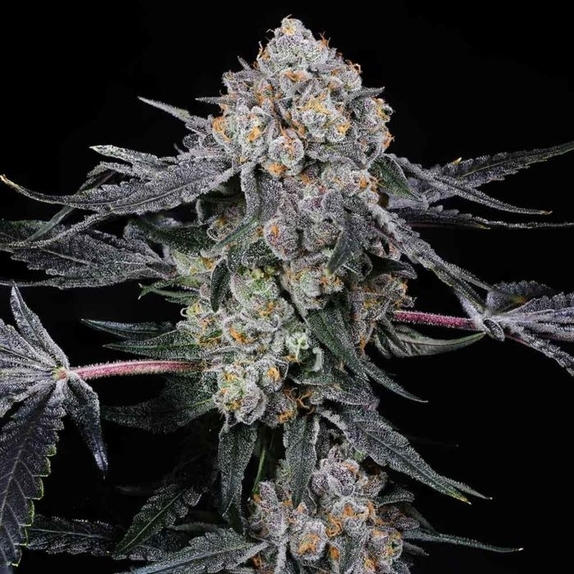 High Society Feminised Cannabis Seeds