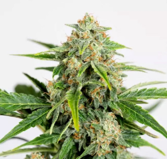 Amnesia CBD Pure Auto Cannabis Seeds