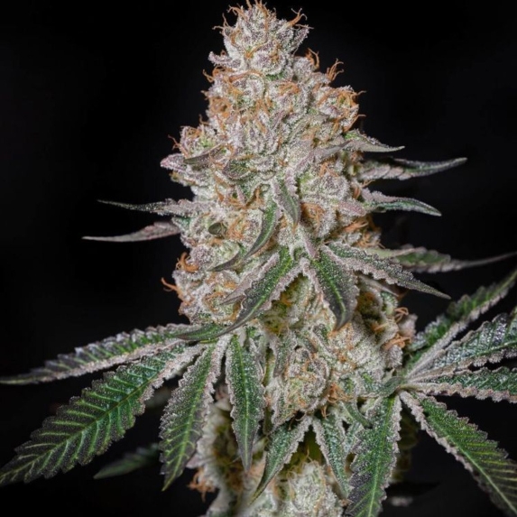 Highcloudz Cannabis Seeds