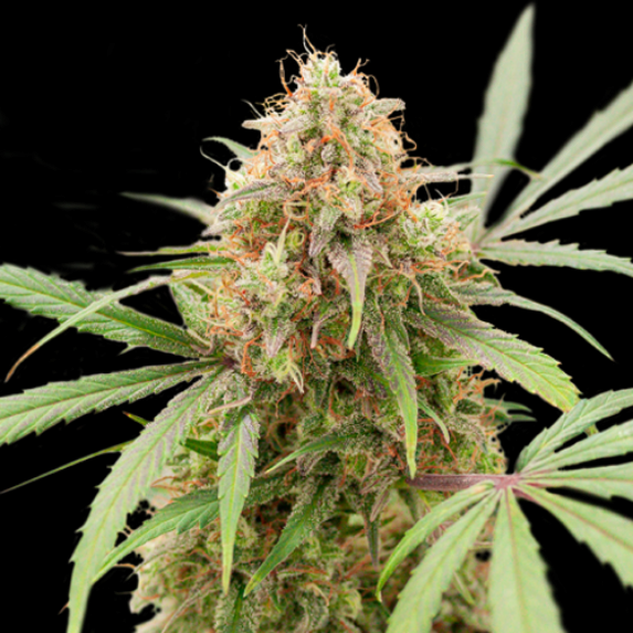 Auto AK Triple Haze Cannabis Seeds