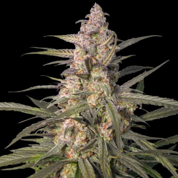 Northern Dragon Fuel Auto Cannabis Seeds