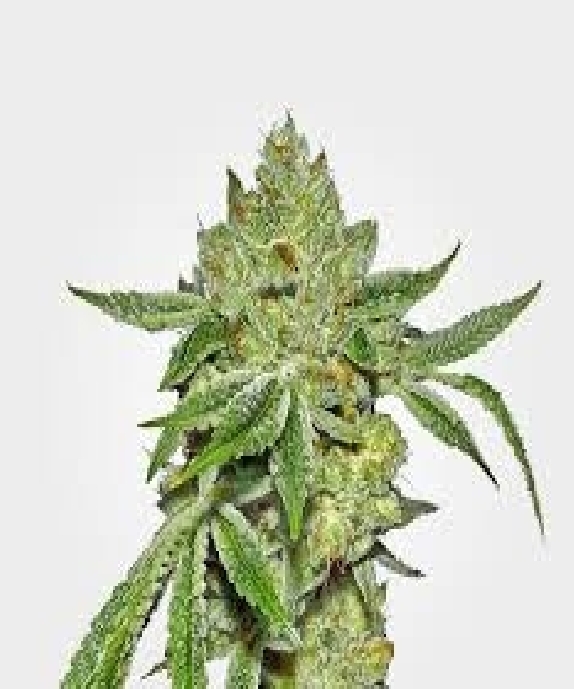 Lemon Diesel Feminised Cannabis Seeds