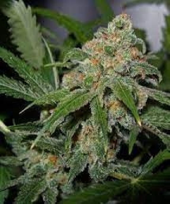 Citrus Skunk Cannabis Seeds