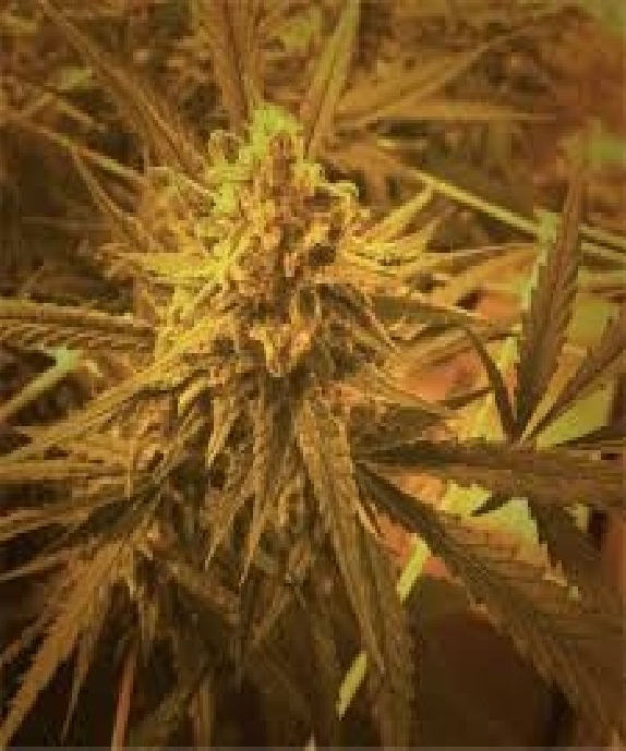 Critical Plus auto Cannabis Seeds