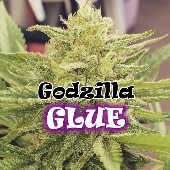 Godzilla Glue Cannabis Seeds