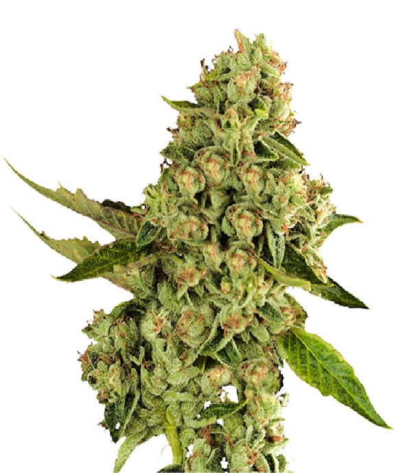 OG Cheese Cannabis Seeds