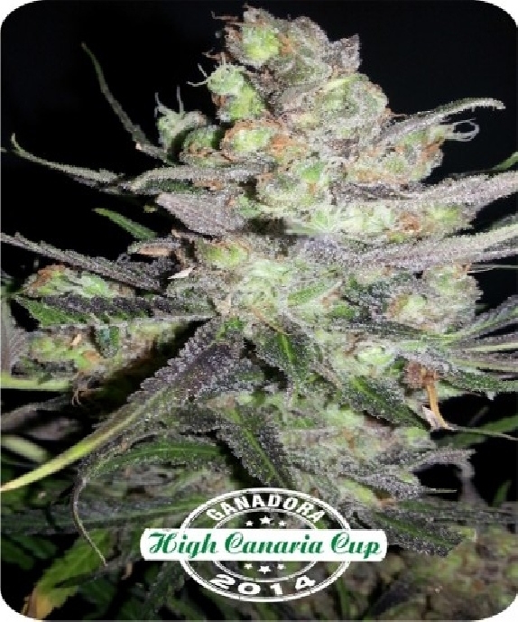 Auto Clinical Mass Cannabis Seeds