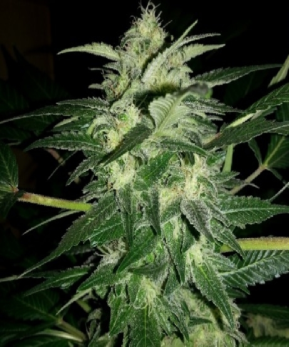 Auto Cream Bubblegum Cannabis Seeds