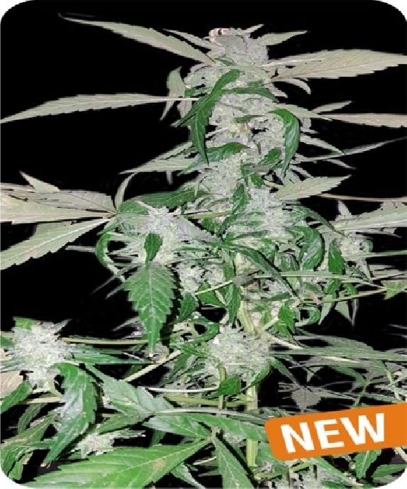 Auto NYC Bronx Diesel Cannabis Seeds