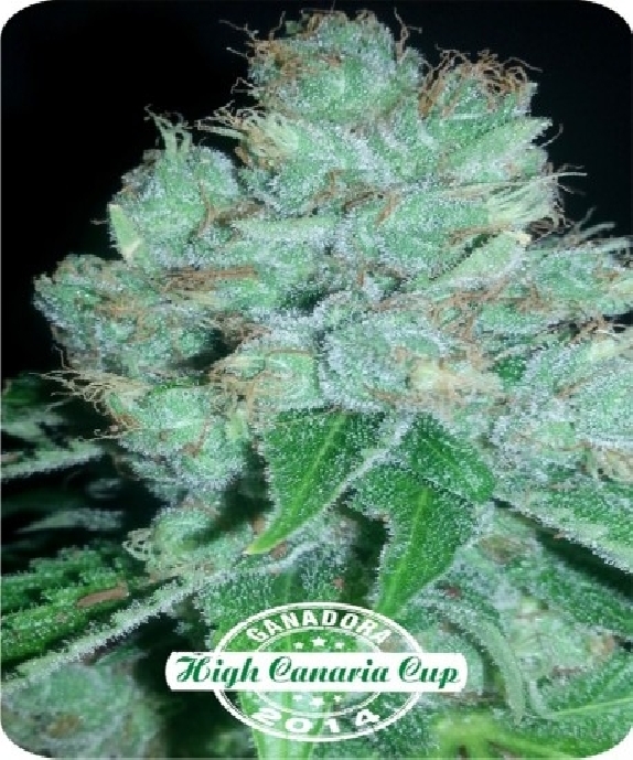 Eter Blueberry Cannabis Seeds