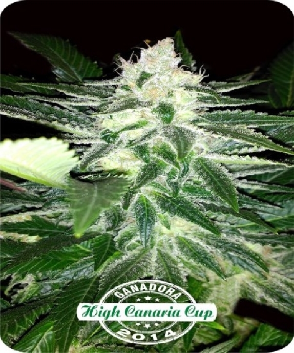 Queen Widow Cannabis Seeds