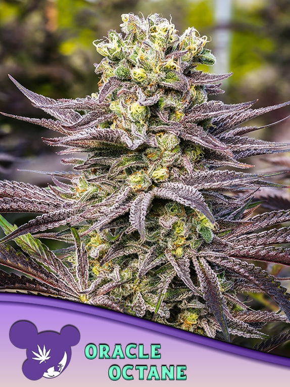 Oracle Octane Cannabis Seeds