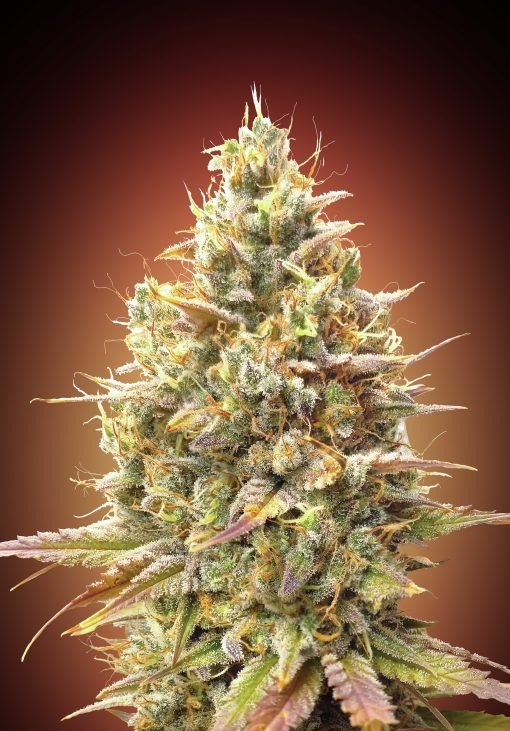 Auto Strawberry Banana Cannabis Seeds