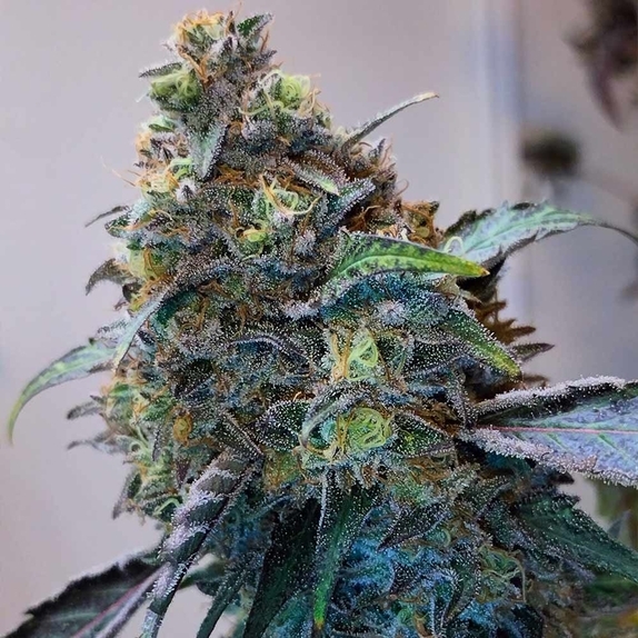 Zilk Road Feminised Cannabis Seeds